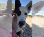 Small #3 Border Collie Mix