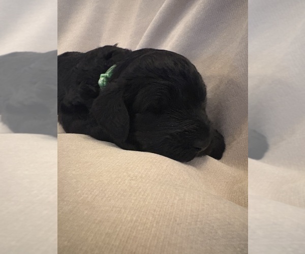 Medium Photo #3 Schnoodle (Giant) Puppy For Sale in MINNEAPOLIS, MN, USA