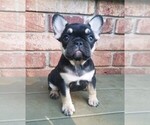 Puppy 3 French Bulldog