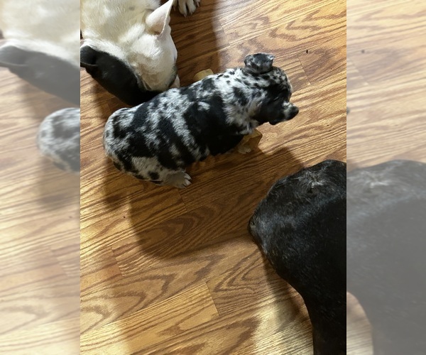 Medium Photo #5 French Bulldog Puppy For Sale in CORDOVA, AL, USA