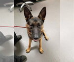 Small German Shepherd Dog