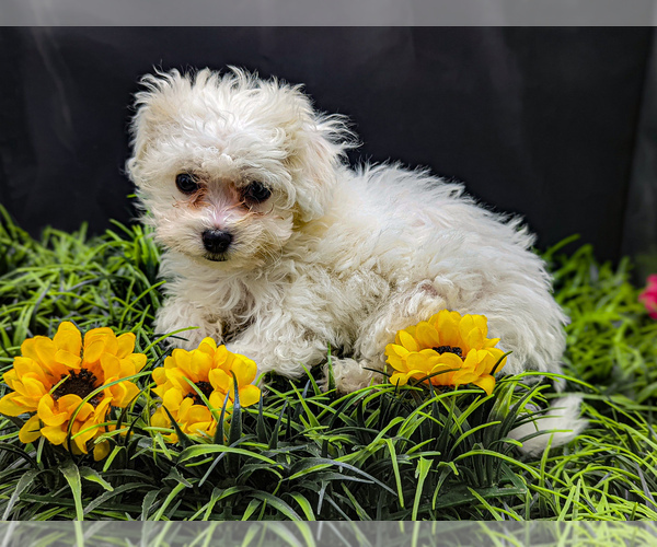 Medium Photo #6 Poochon Puppy For Sale in KNOXVILLE, TN, USA