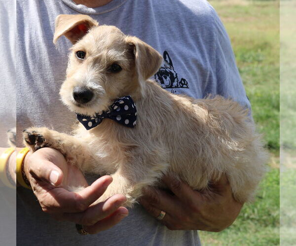 Medium Photo #1 Poodle (Miniature)-Unknown Mix Puppy For Sale in Bandera, TX, USA