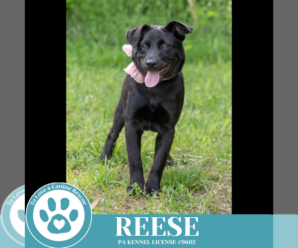 Medium Photo #7 Labrador Retriever-Unknown Mix Puppy For Sale in Kimberton, PA, USA