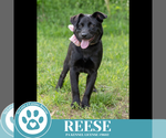 Small #6 Labrador Retriever Mix