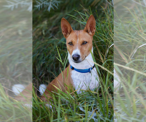 Basenji Dogs for adoption in OAK GROVE, MO, USA