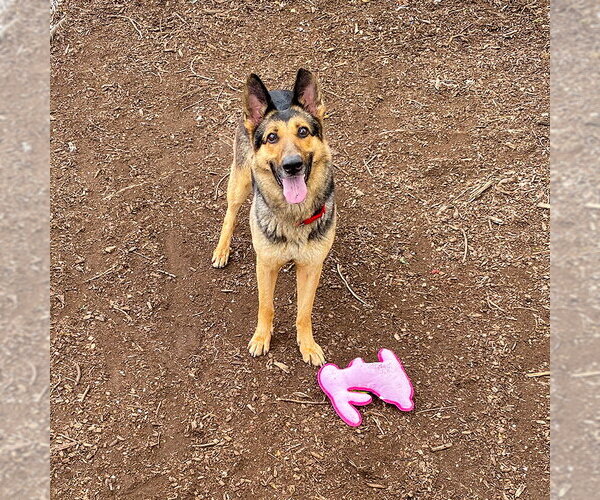 Medium Photo #3 German Shepherd Dog Puppy For Sale in Millburn, NJ, USA