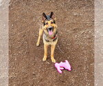 Small #2 German Shepherd Dog
