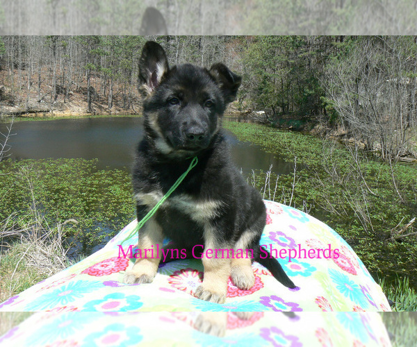 Medium Photo #5 German Shepherd Dog Puppy For Sale in PIEDMONT, MO, USA