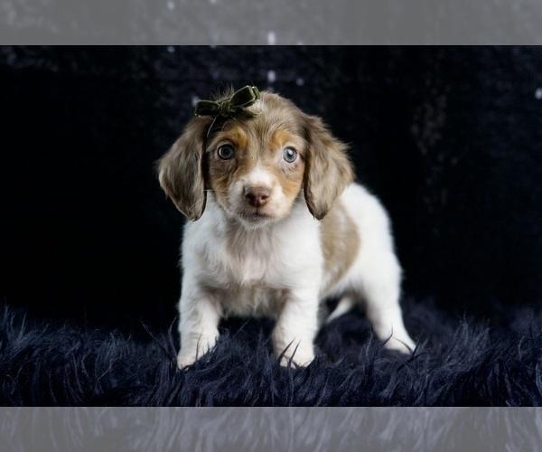 Medium Photo #4 Dachshund Puppy For Sale in WARSAW, IN, USA