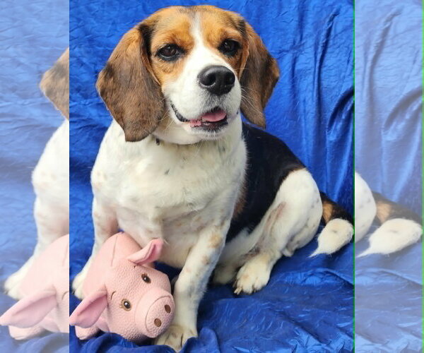 Medium Photo #3 Beagle Puppy For Sale in Cuba, NY, USA