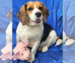 Small #2 Beagle