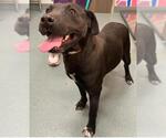 Small American Pit Bull Terrier-Labrador Retriever Mix