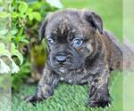 Small #2 French Bulldog Mix