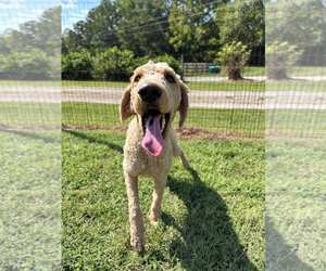 Bentley Aug 26 - Male Poodle (Standard) Dog for Adoption - Photo #4