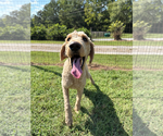 Small Photo #4 Poodle (Standard) Puppy For Sale in Pacolet, SC, USA