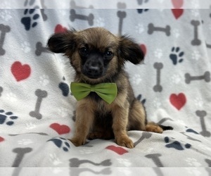 Chihuahua Puppy for sale in LAKELAND, FL, USA