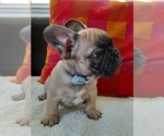 Small Photo #8 French Bulldog Puppy For Sale in LOS ANGELES, CA, USA