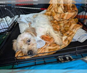 Shih Tzu Dogs for adoption in Springfield, MA, USA