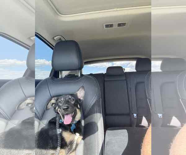 Medium Photo #3 German Shepherd Dog-Unknown Mix Puppy For Sale in Plainfield, IL, USA