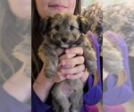 Small Photo #2 Sheltidoodle Puppy For Sale in HOLDEN, MO, USA