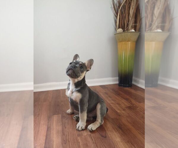 Medium Photo #3 French Bulldog Puppy For Sale in KNOXVILLE, TN, USA