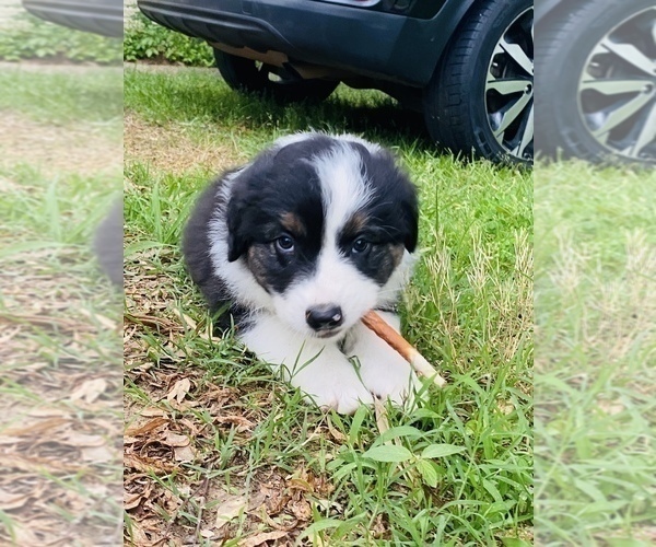 Medium Photo #2 Australian Shepherd Puppy For Sale in MOORINGSPORT, LA, USA