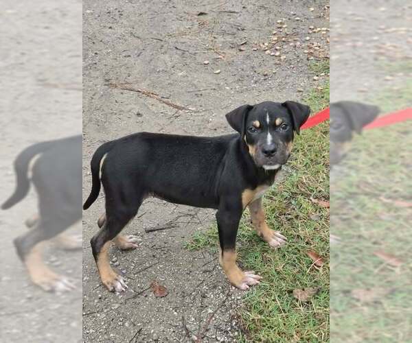Medium Photo #3 Mutt Puppy For Sale in Brewster, NY, USA