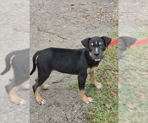 Jenny - Female Mutt Dog for Adoption - Photo #3