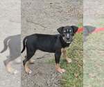 Small Photo #3 Mutt Puppy For Sale in Brewster, NY, USA