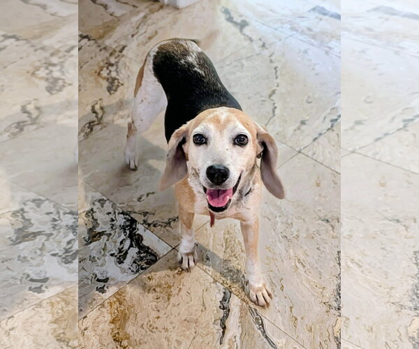 Medium Photo #2 Beagle Puppy For Sale in Tampa, FL, USA