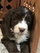 Small Photo #1 Aussiedoodle Puppy For Sale in RANDLEMAN, NC, USA