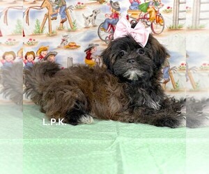 ShihPoo Puppy for sale in WINNSBORO, LA, USA