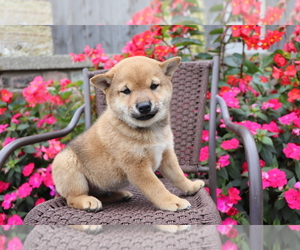 Shiba Inu Puppy for sale in SHILOH, OH, USA