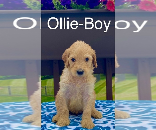 Medium Photo #2 Goldendoodle Puppy For Sale in HEBRON, KY, USA