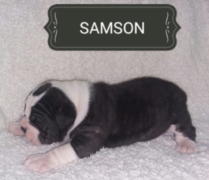 Medium Photo #1 Olde English Bulldogge Puppy For Sale in GARRETTSVILLE, OH, USA