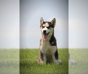 Siberian Husky Puppy for sale in BLUFORD, IL, USA
