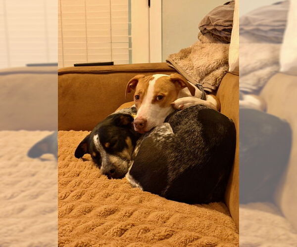 Medium Photo #14 Mutt Puppy For Sale in Sandy, UT, USA