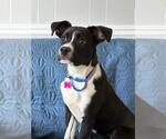 Small #11 Border Collie Mix