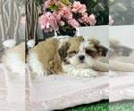 Small #1 Shih Apso
