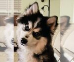 Small Photo #1 Pomsky Puppy For Sale in PALM BEACH GARDENS, FL, USA