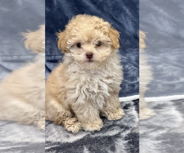 Medium Photo #3 Poodle (Toy) Puppy For Sale in SILEX, MO, USA