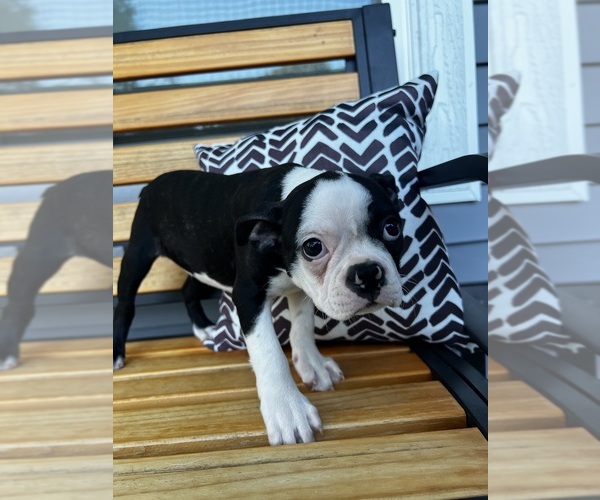 Medium Photo #3 Boston Terrier Puppy For Sale in SOUTHPORT, NC, USA
