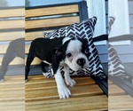 Small #2 Boston Terrier
