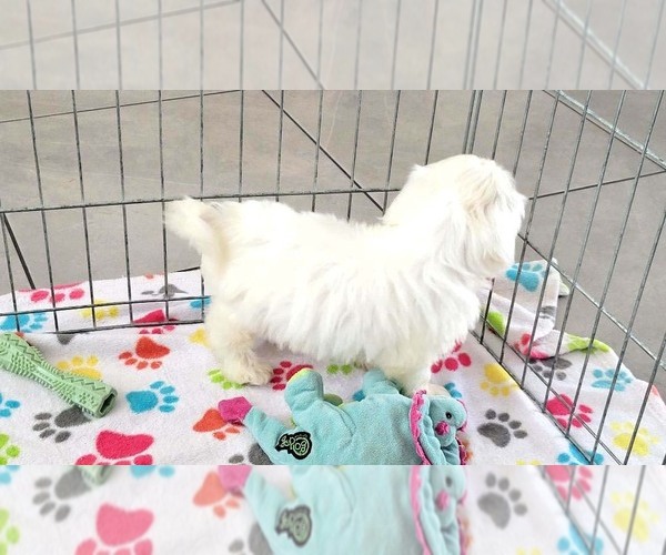 Medium Photo #11 Zuchon Puppy For Sale in ORO VALLEY, AZ, USA