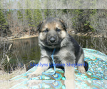 Small #5 German Shepherd Dog