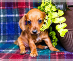 Small #10 Dachshund