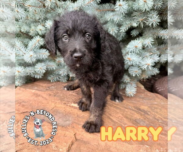 Medium Photo #4 Rottle Puppy For Sale in Omaha, NE, USA