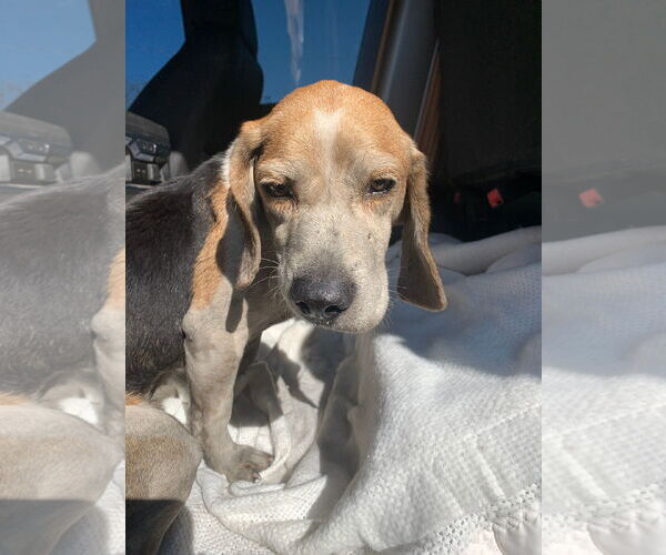 Medium Photo #9 Beagle Puppy For Sale in Dunnellon, FL, USA