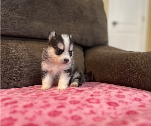 Medium Photo #2 Pomsky Puppy For Sale in DRACUT, MA, USA